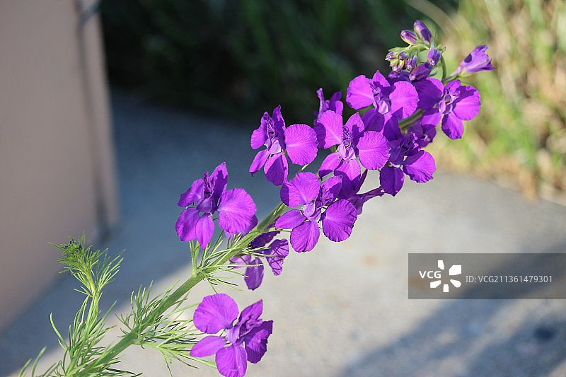 紫色花卉特写，科罗拉多州朗蒙特图片素材