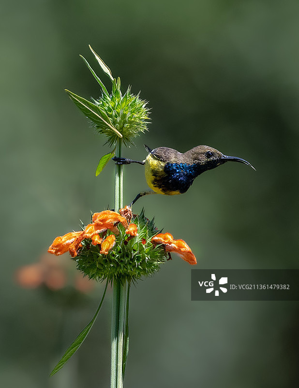 越南花丛中的鸟图片素材