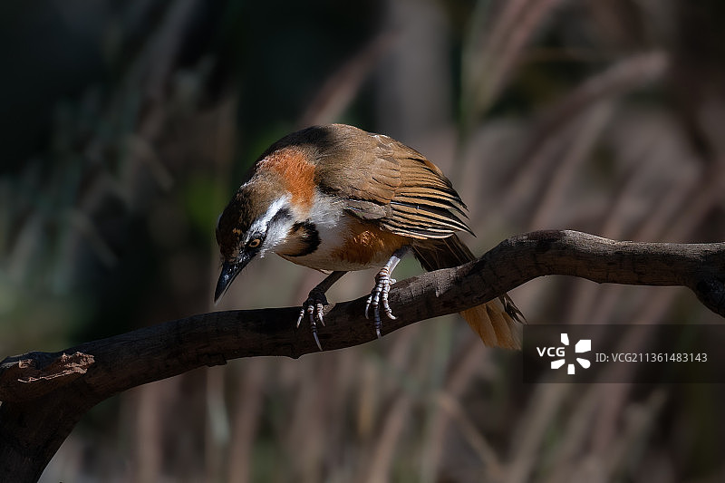 歌噪鹛栖息在树枝上的特写，越南图片素材