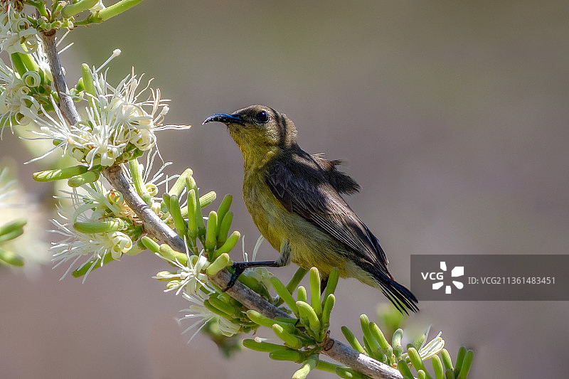 近距离拍摄栖息在植物上的鸣莺，越南图片素材