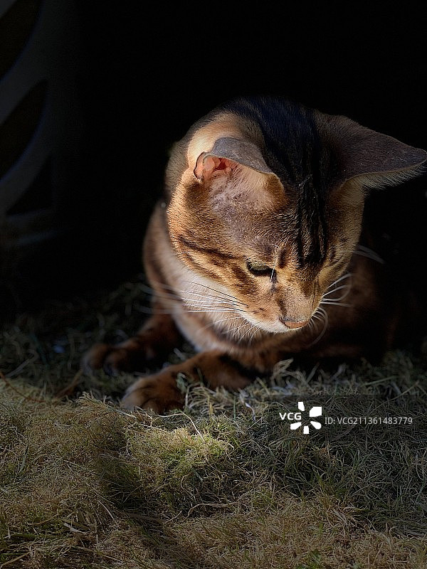 阳光下的孟加拉猫本图片素材