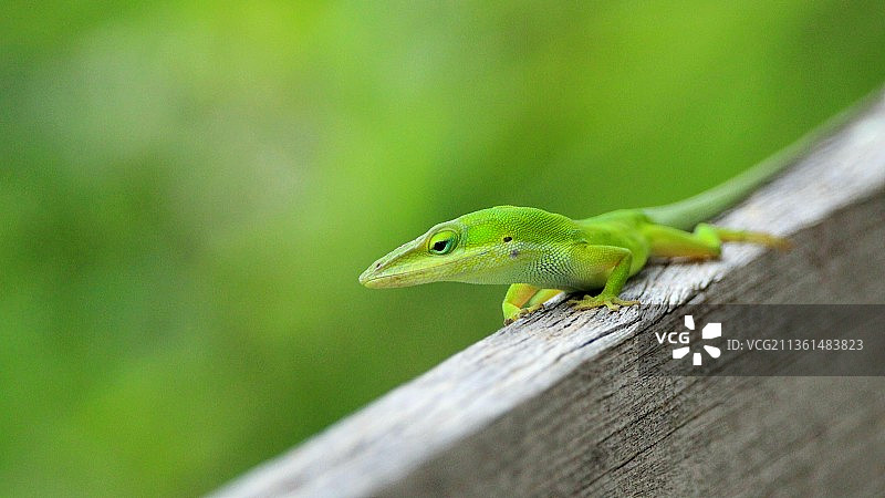 绿变色龙，木头上变色龙壁虎的特写图片素材