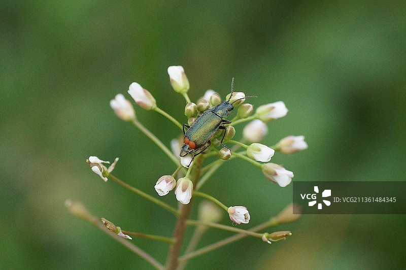 花朵上的昆虫特写图片素材