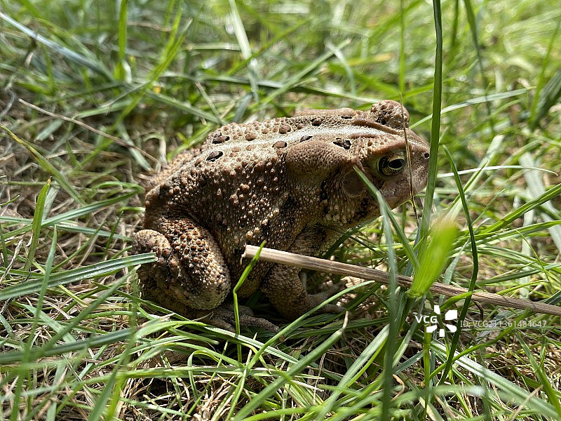 草地上的青蛙特写图片素材