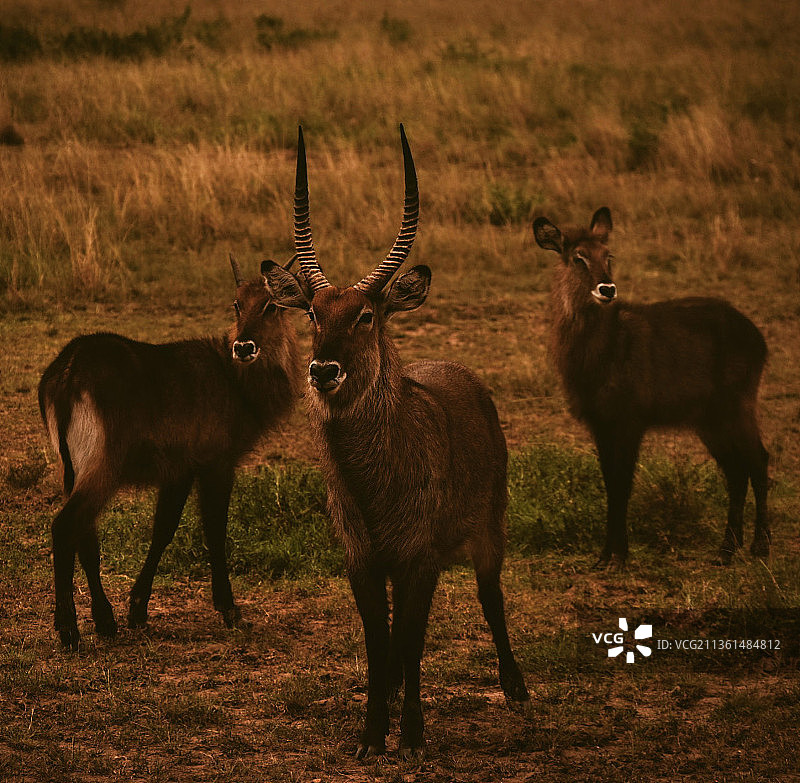 马赛马拉国家保护区森林，肯尼亚图片素材