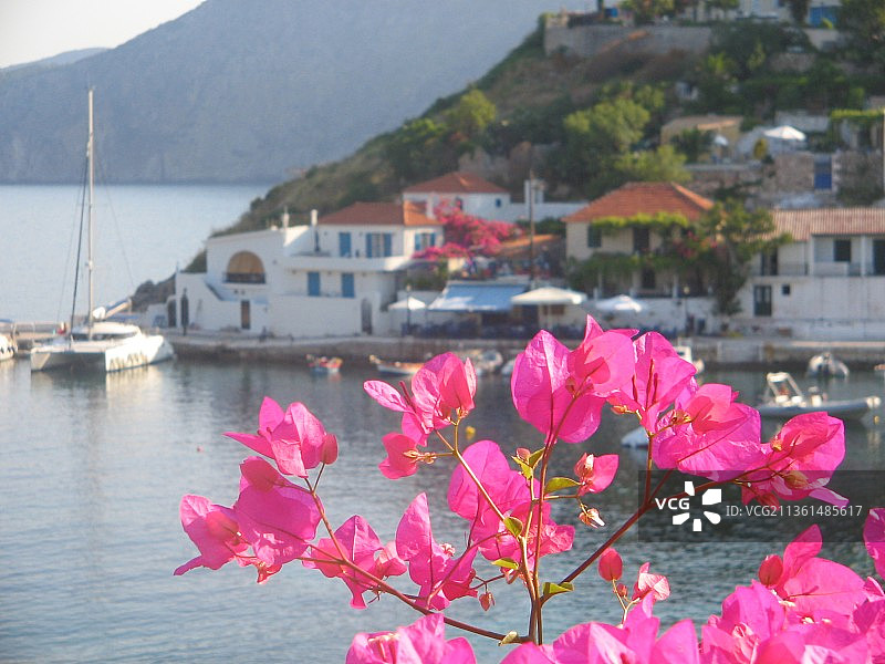 希腊阿索斯：湖边粉色开花植物特写图片素材