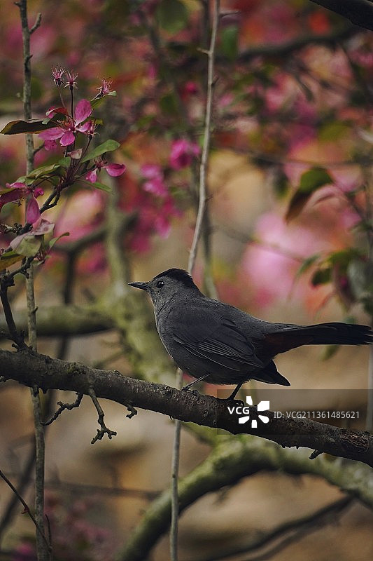 美国宾夕法尼亚州西切斯特樱桃树枝上的小鸟图片素材