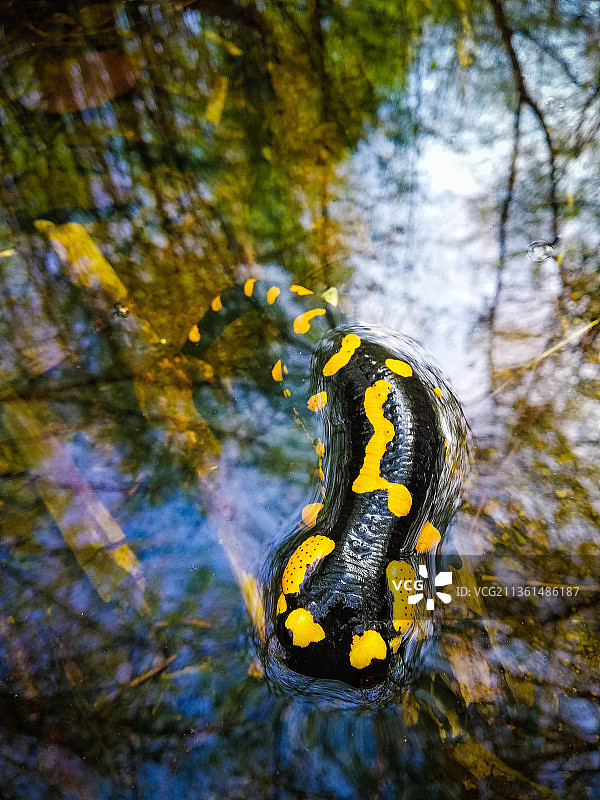 特写：罗马尼亚树上的蝴蝶图片素材