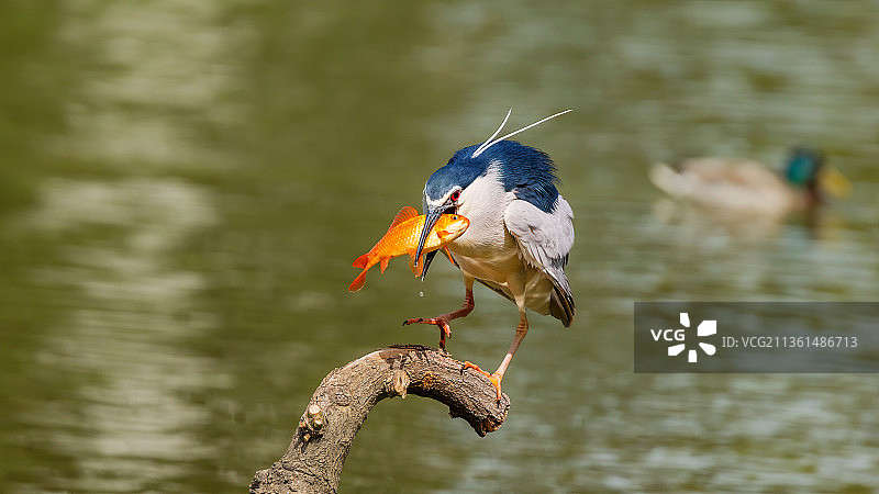 夜鹭吃红鱼图片素材