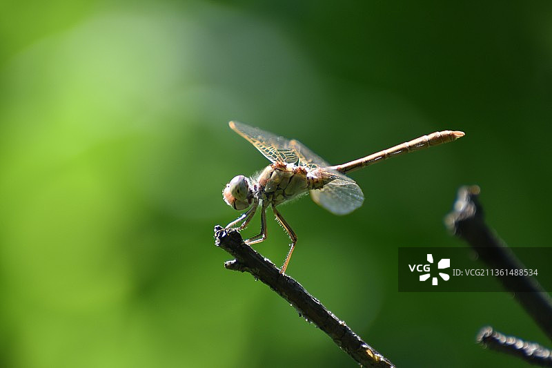 沉思，蜻蜓近距离观察图片素材