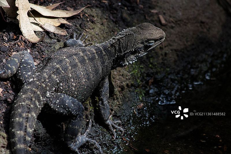 澳洲水龙特写图片素材