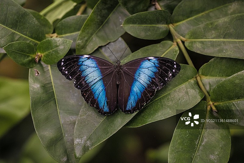 蓝色蝴蝶，树叶上的蝴蝶特写图片素材