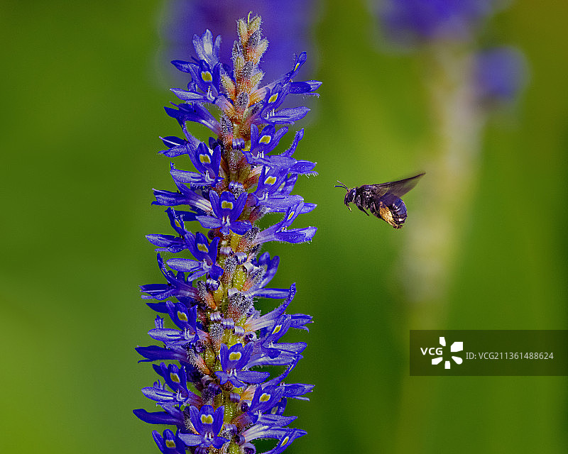 蜜蜂在紫色花朵上授粉的特写图片素材