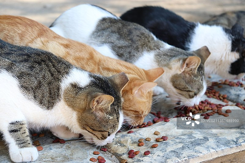 猫：躺在地板上的猫的特写图片素材