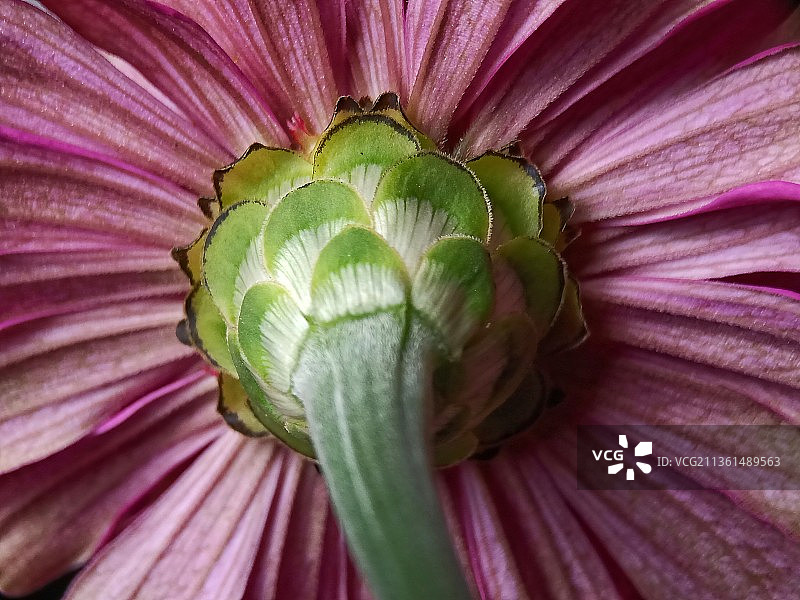粉色花朵特写，印度尼西亚Mlati区图片素材