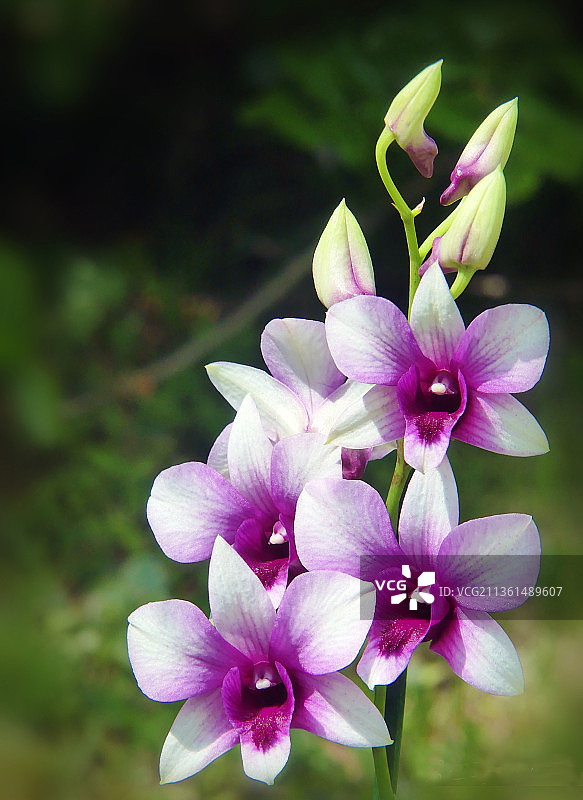美丽的粉色兰花特写，匈牙利图片素材