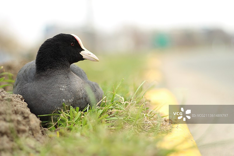 比利时根特草地上的骨顶鸡特写图片素材