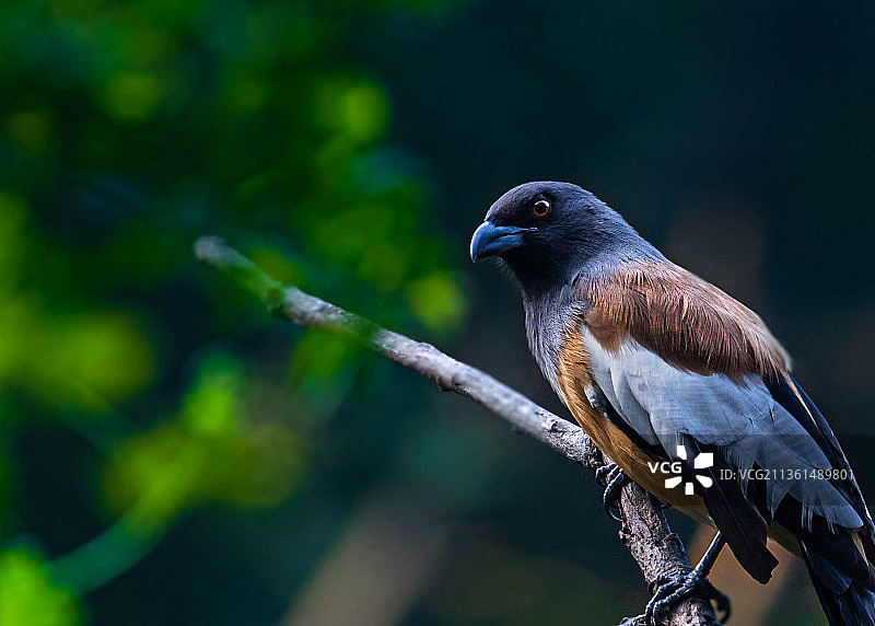 栗树鹊特写，栖息于树枝上的热带雀鸟，印度德里新德里图片素材