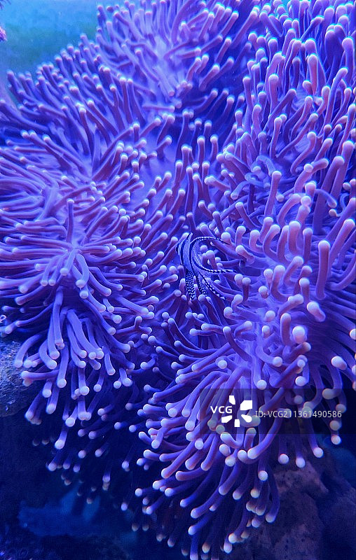 海葵中小丑热带咸水鱼在海中游泳的特写图片素材