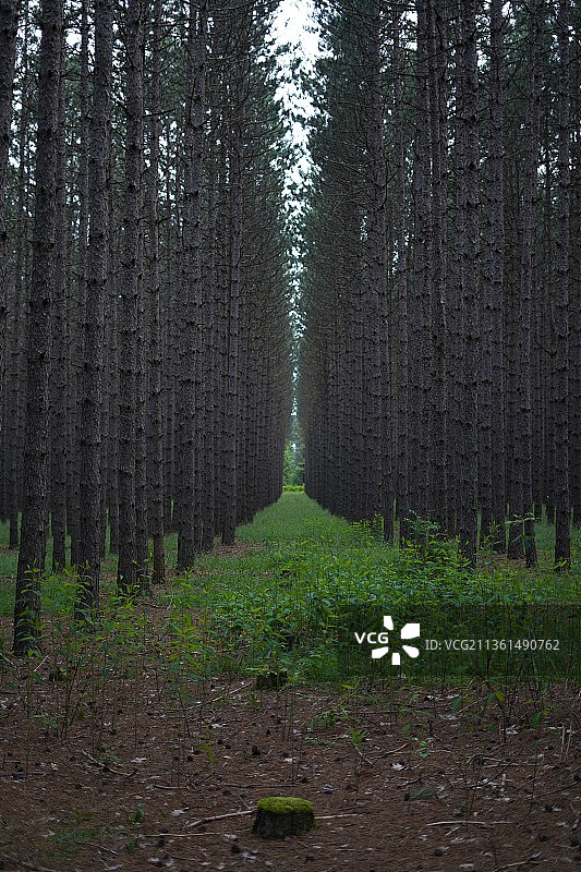 森林中的树木图片素材