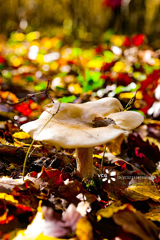 秋季蘑菇特写，法国瓦讷图片素材