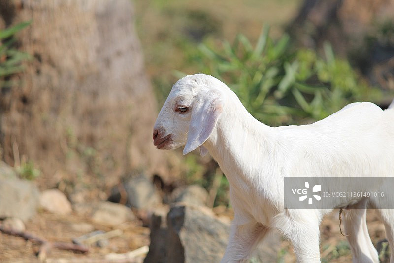 站在田野上的白色小山羊图片素材