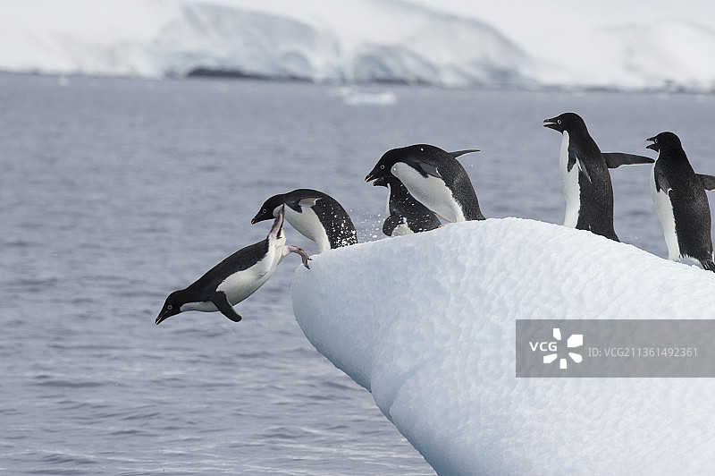 南极洲冰面上争斗的阿德利企鹅图片素材
