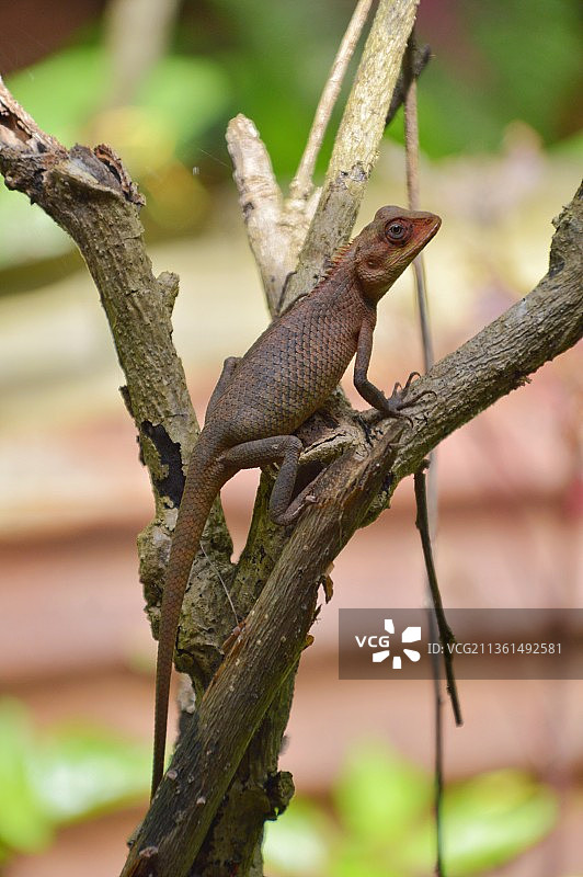 树上鬣蜥的特写图片素材