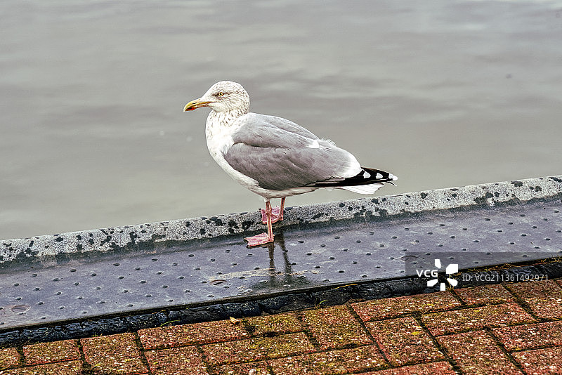停留在护墙上的孤独海鸥特写，德国埃森斯海滩图片素材