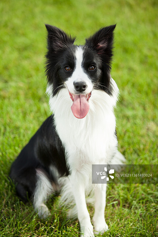 宠物边牧纯底设计素材模板图片素材