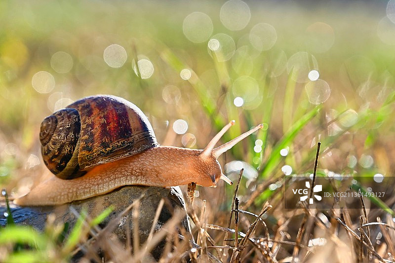 草地上的蜗牛特写图片素材