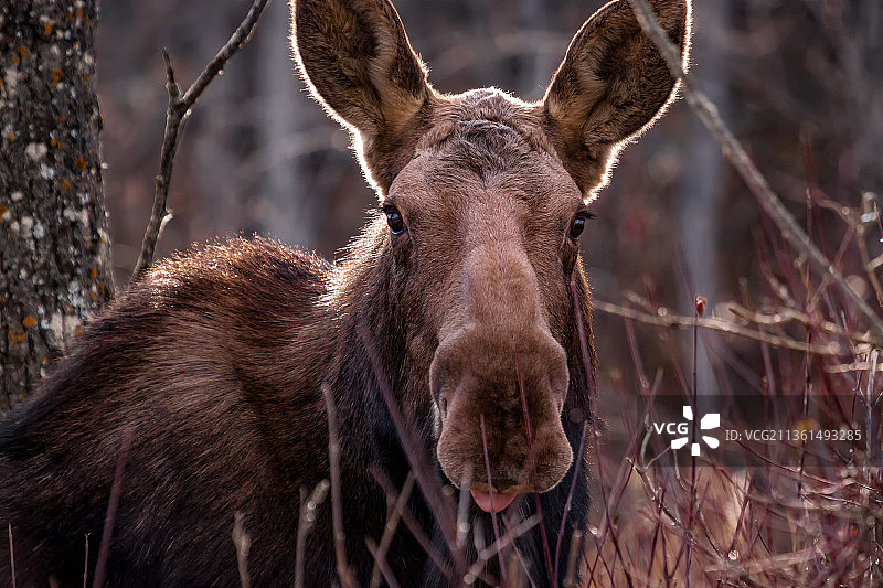 森林中的母驼鹿和鹿的特写图片素材