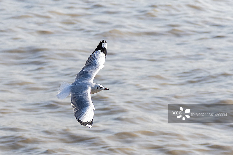 海鸥飞越海洋的高角度视图，仰光，缅甸图片素材