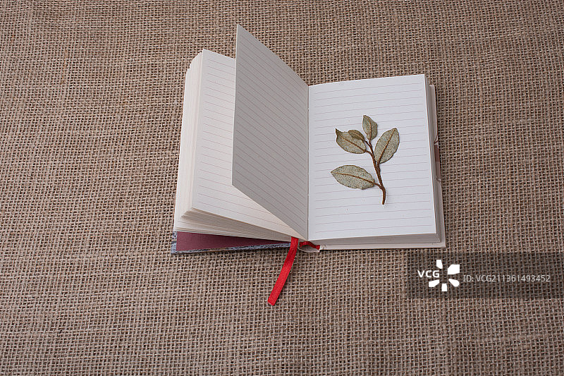 稿纸上的干绿叶图片素材