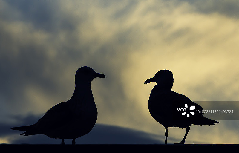 日落时分，栖息在天空下的鸟儿轮廓图片素材