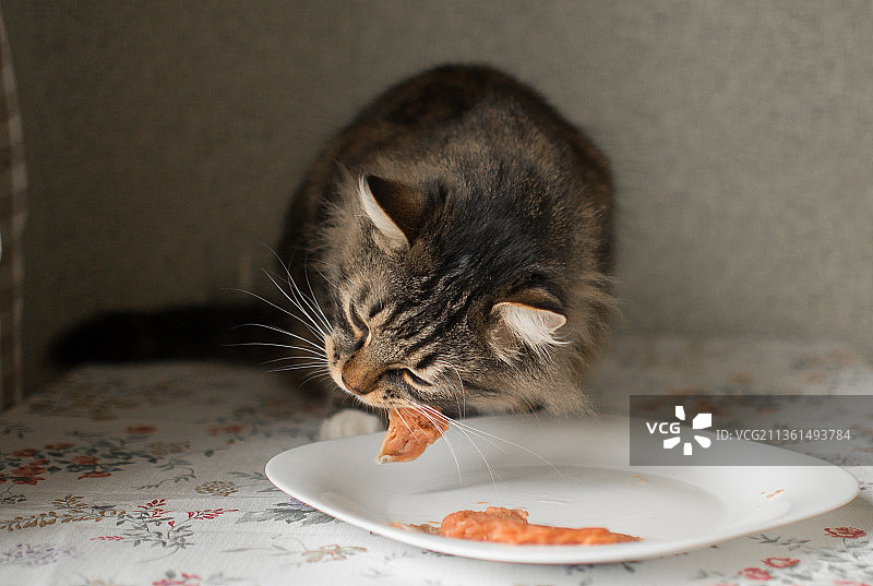 家里的猫咪正在吃东西特写图片素材