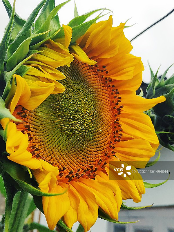 向日葵特写，印度图图尔马塔姆图片素材