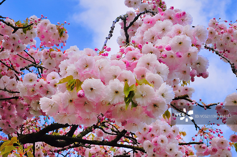 盛开的粉色春天樱花（仰视角度）图片素材