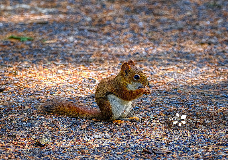 近距离拍摄加拿大红灰色松鼠图片素材