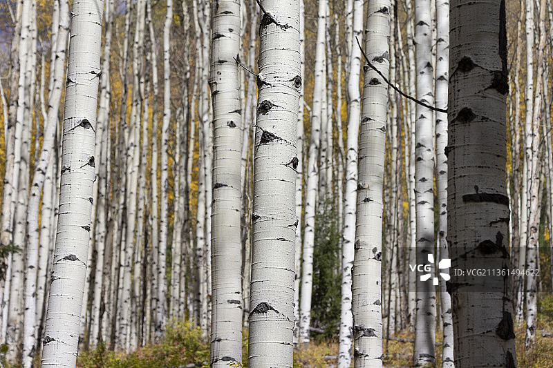 全画幅：美国科罗拉多州阿斯彭森林竹林图片素材