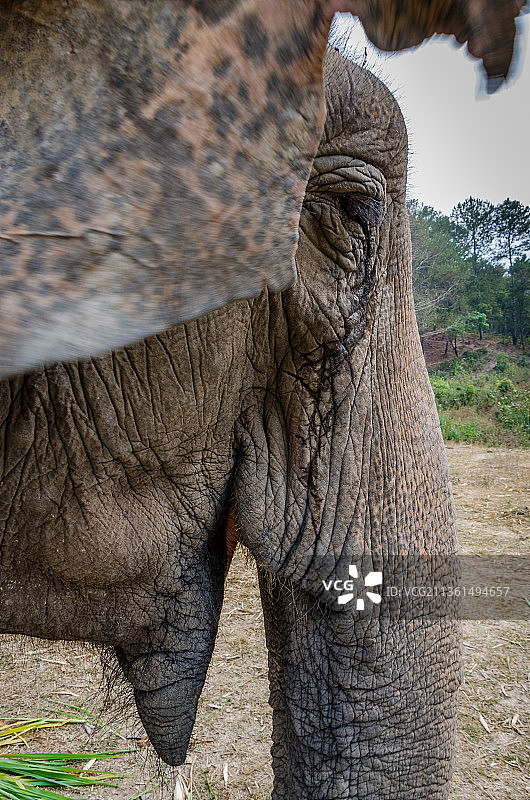 非洲印度象特写图片素材