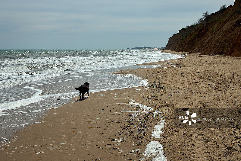 在海滩上玩耍的黑色拉布拉多宠物犬图片素材