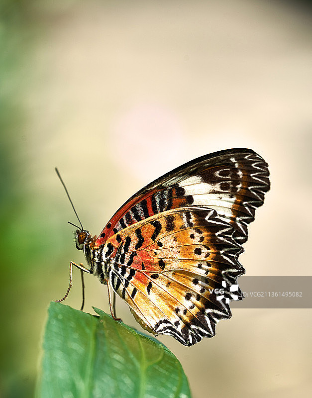 越南胡志明市，彩色帝王蝶在绿叶上的微距照片图片素材