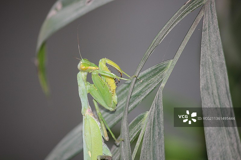 蚱蜢在植物上的特写图片素材