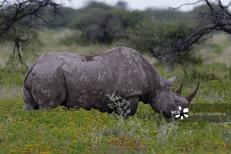 黑犀牛 - 靠近埃托沙国家公园，纳米比亚，埃托沙国家公园图片素材