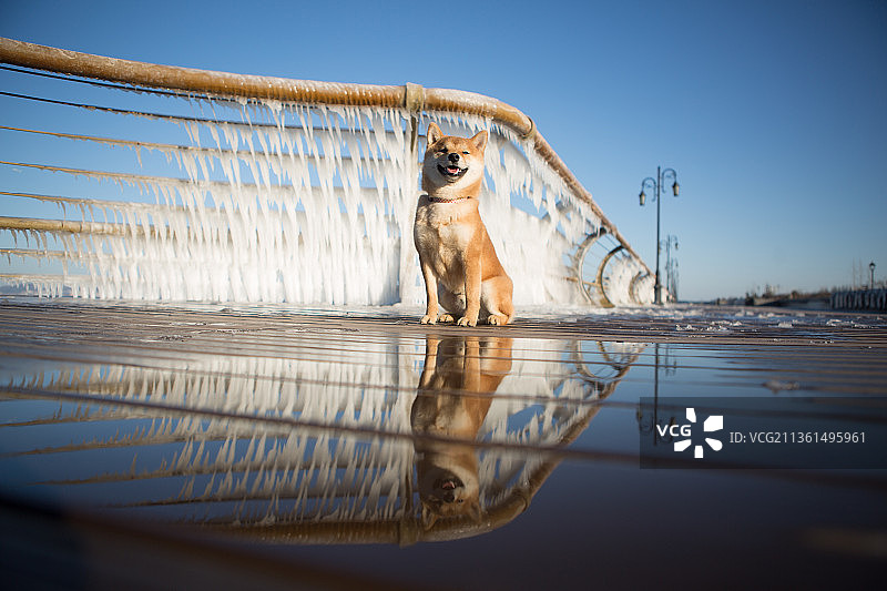 宠物柴犬纯底设计素材模板图片素材