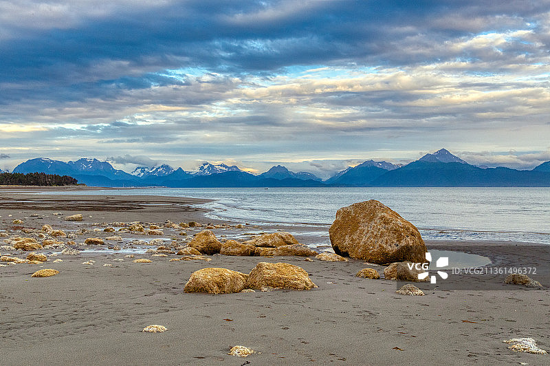 阿拉斯加霍默白头鹰、海獭和海豹图片素材