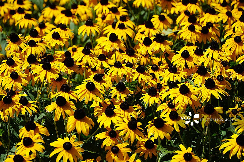 黄色花朵田野，美国佩马quid角的黄色开花植物全景图片素材