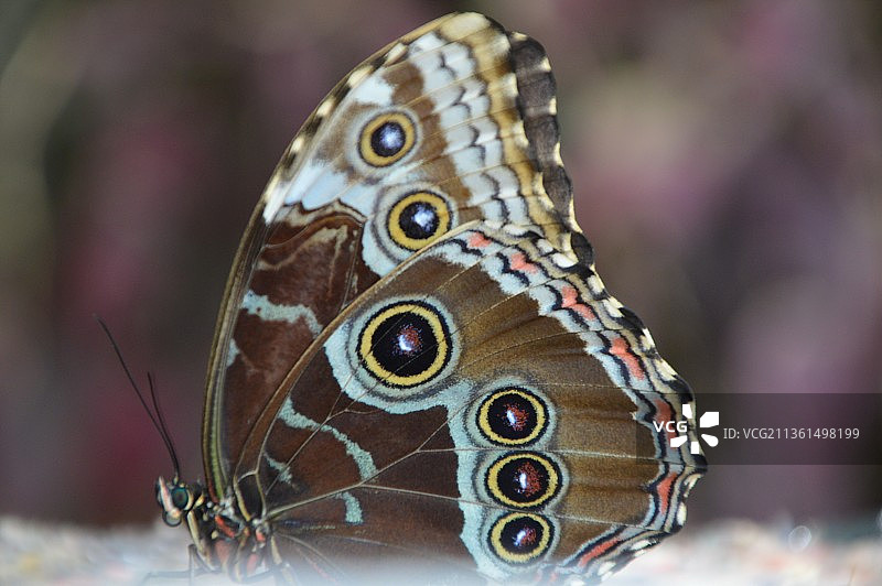 丹麦蝴蝶特写图片素材