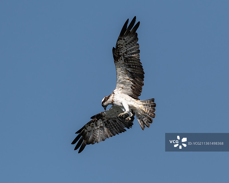 越南晴天下飞翔的老鹰图片素材